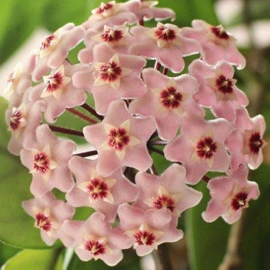 Non-GMO Light Pink Carnosa Flower Seeds