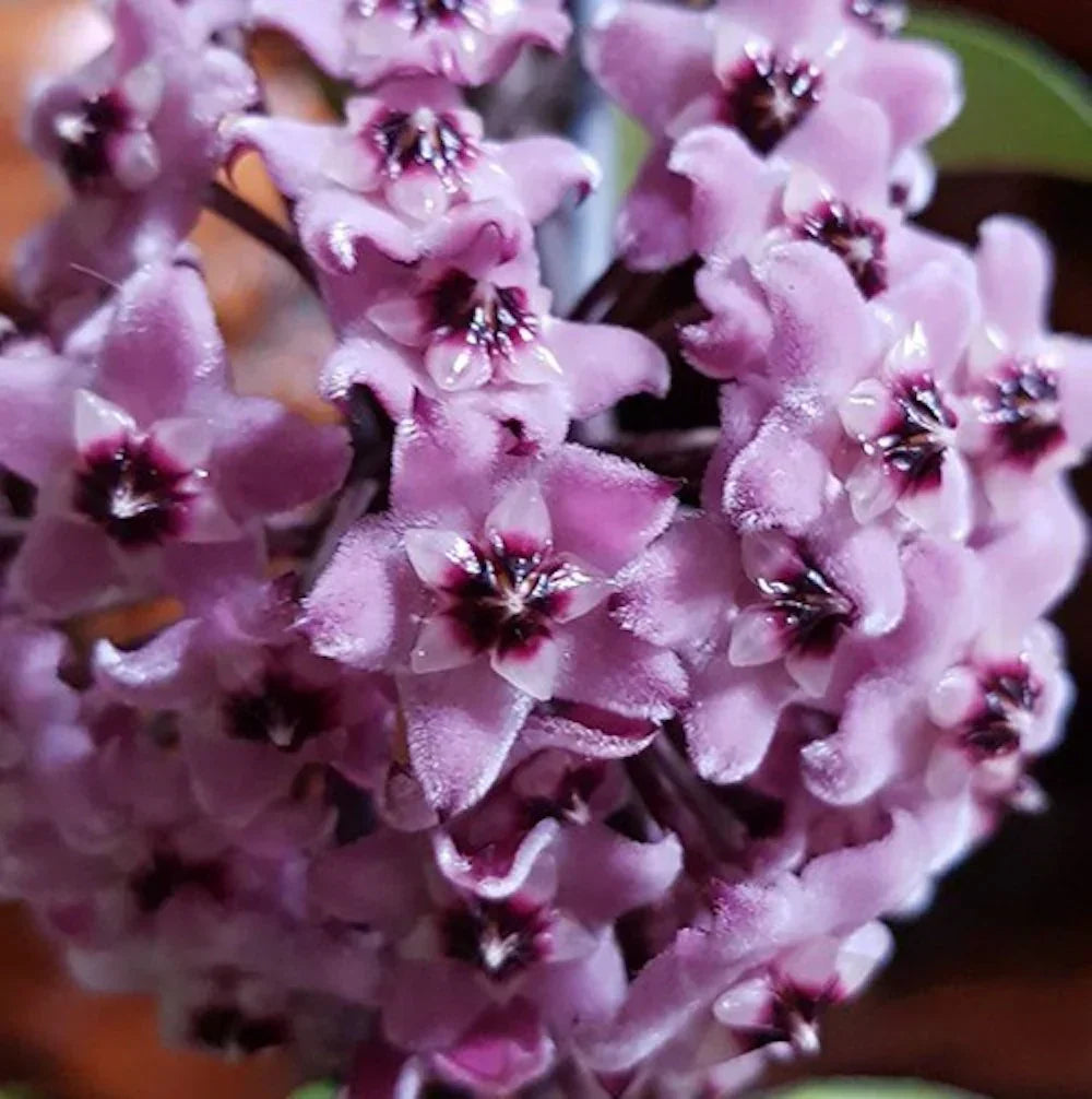 Non-GMO Light Purple Hoya Carnosa Seeds for Home Gardening