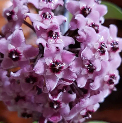 Non-GMO Light Purple Hoya Carnosa Seeds for Home Gardening