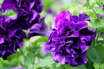 Premium Non-GMO Light Purple Double Petunia Seeds