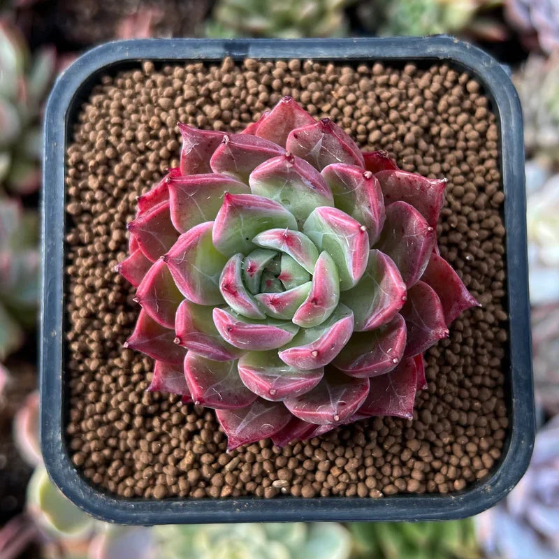 Non-GMO Light Red Echeveria Purpusorum Seeds for Home Gardening
