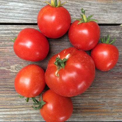 Non GMO light red tomato seeds