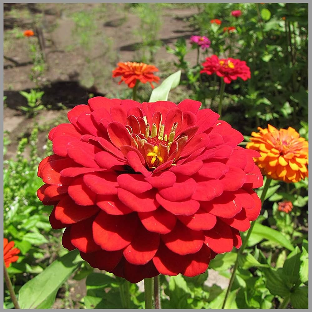 Non-GMO Light Red Zinnia Flower Seeds