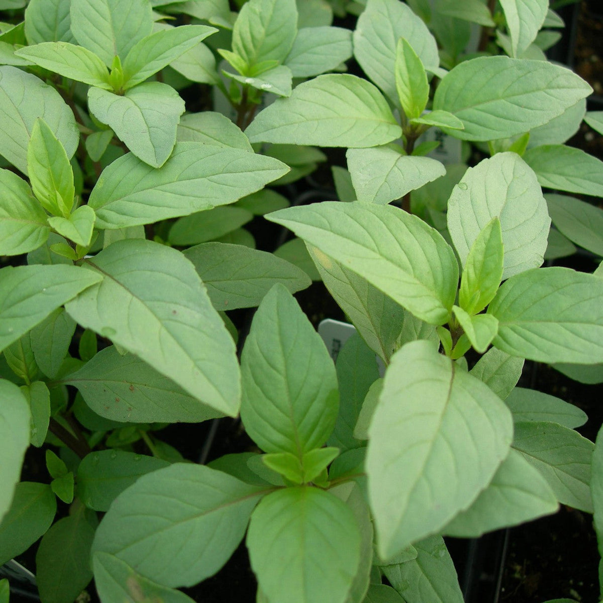 Non-GMO Lime Basil seeds planted in sunny herb garden borders