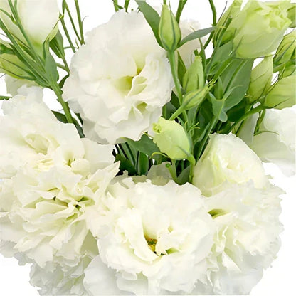 Non-GMO Lisianthus Seeds for Home and Outdoor Gardens