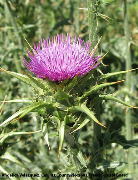Non-GMO Milk Thistle flower seeds for ornamental and wildlife gardens