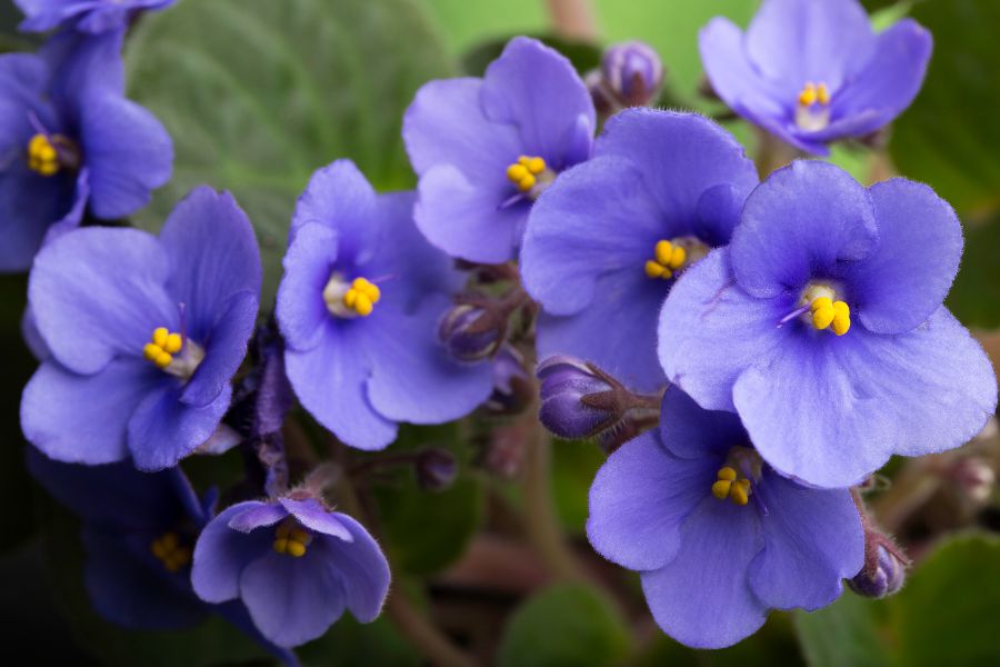 Non-GMO Mini Violet Seeds for Unique Planting
