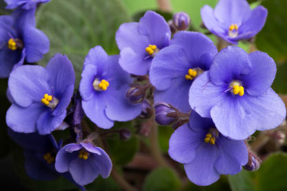 Non-GMO Mini Violet Seeds for Unique Planting