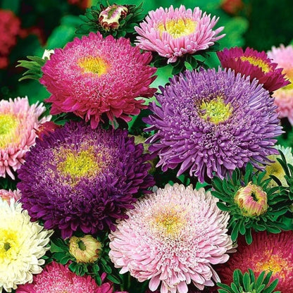 Non-GMO Mixed Aster Seeds for Gardening