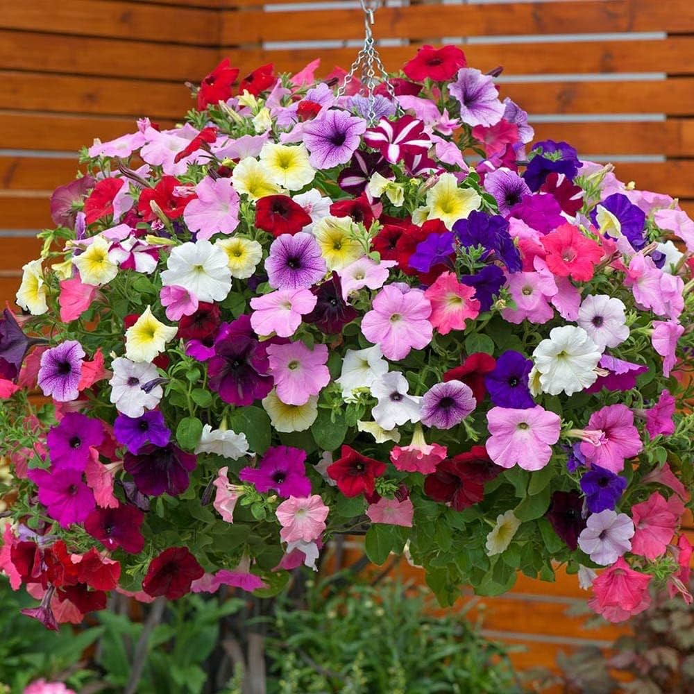 Mixed Color Petunia Flowers in Garden