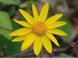 Non GMO Mountain Arnica seeds for planting