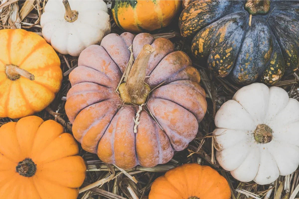 Non GMO multi colored pumpkin seeds