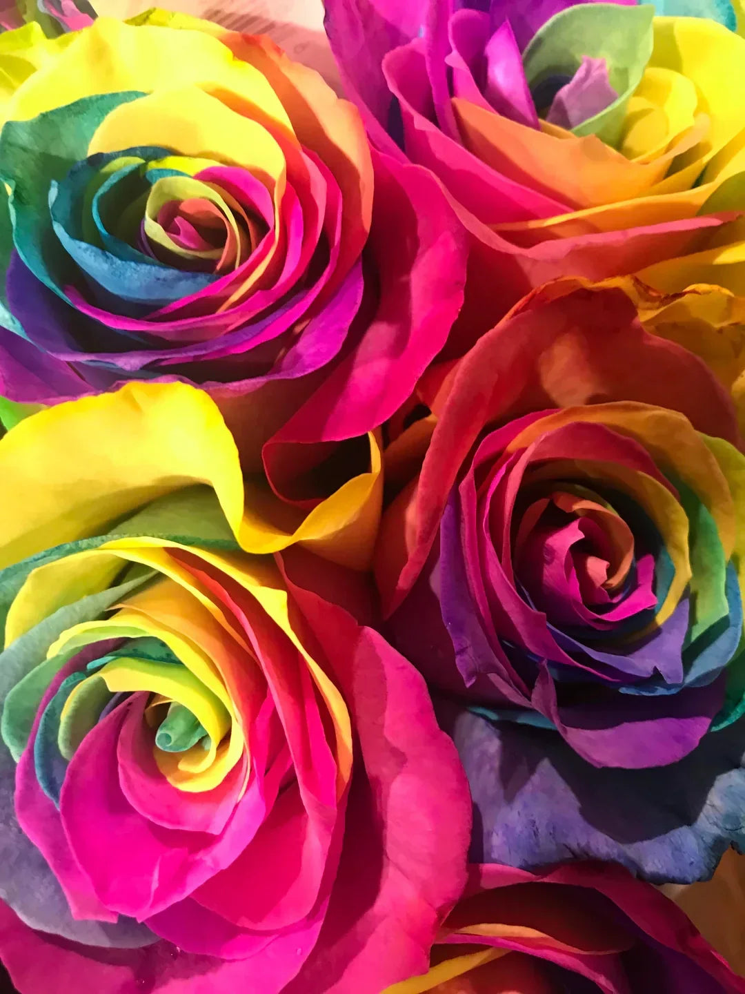 Non-GMO Multi-Colour Rose Seeds for Gardening