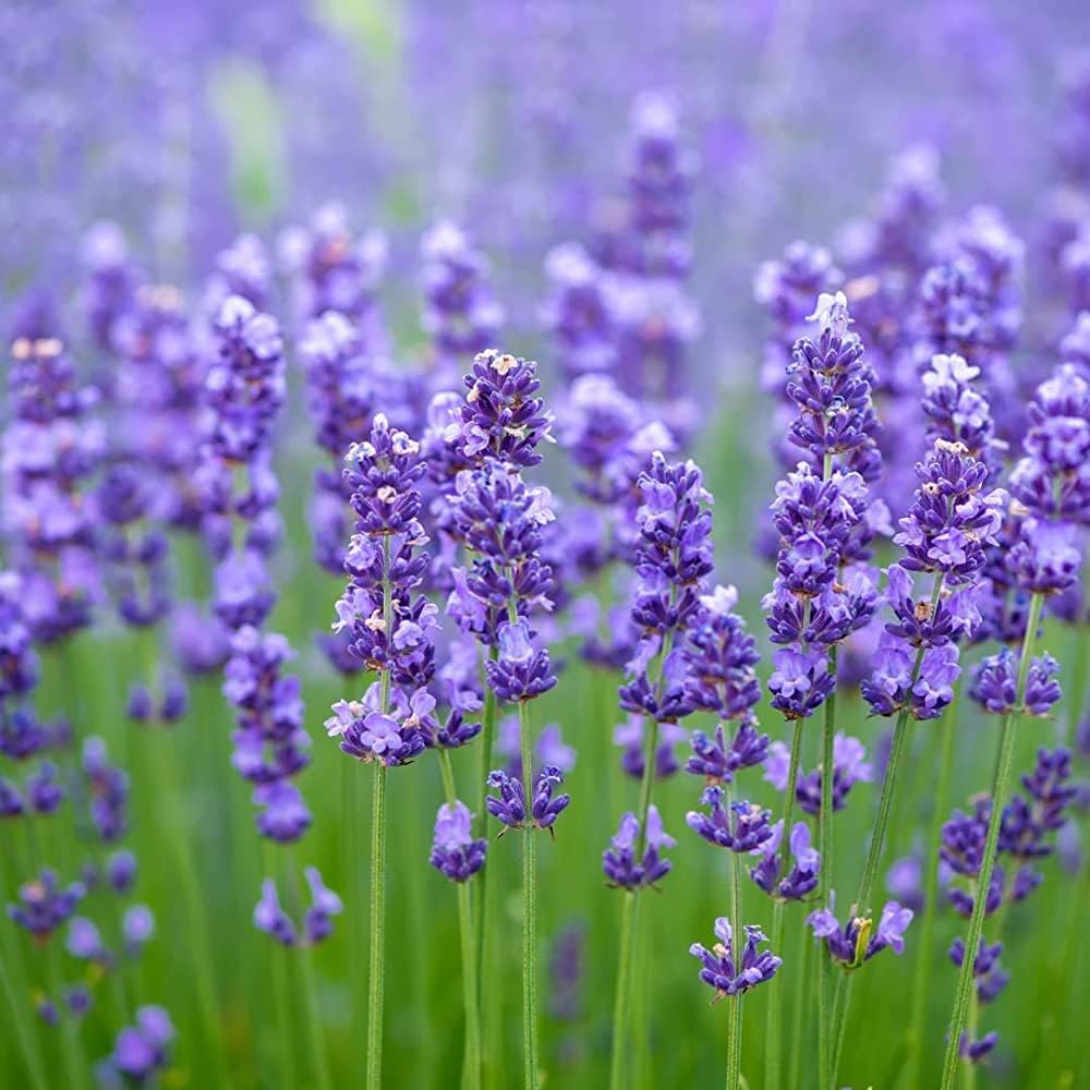 Non-GMO Munstead Lavender flower seeds for cottage gardens