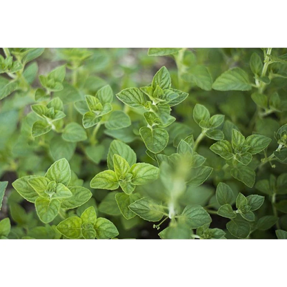 Non-GMO Nepitella herb seeds for pollinator gardens