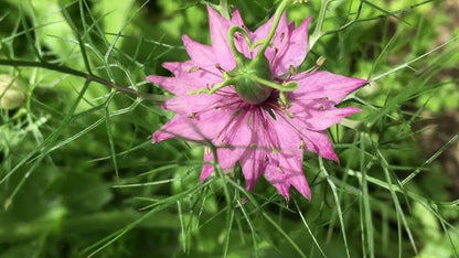 Non-GMO Nigella Damascena Pink Flower Seeds