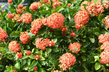 Non-GMO Orange Hydrangea Seeds premium quality for planting