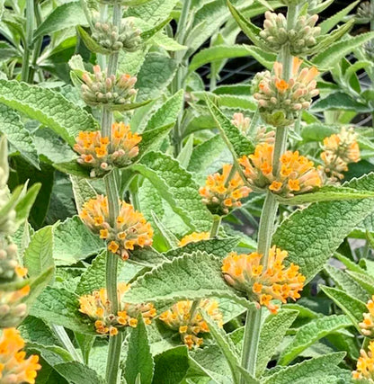 Non-GMO Orange Pink Buddleia Seeds for Gardening