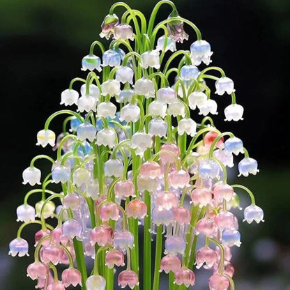 Heirloom Orchid Ball Flower seeds for Planting Compact Growth Heirloom & GMO Free Seeds for Home Garden