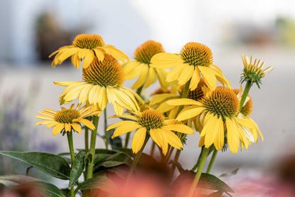 Yellow coneflower seedlings sprouting from soil