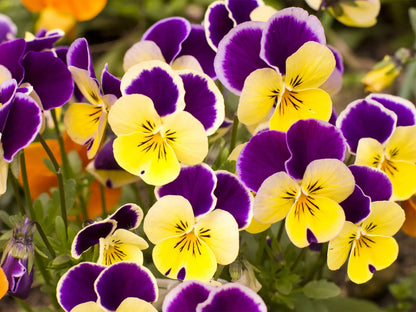 Premium Non-GMO Pansy Seeds