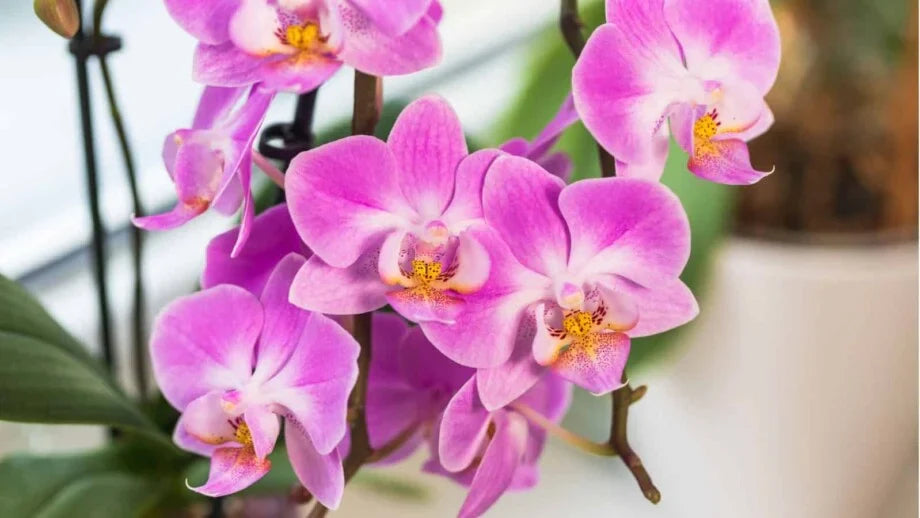 Non-GMO Phalaenopsis Orchid Seeds