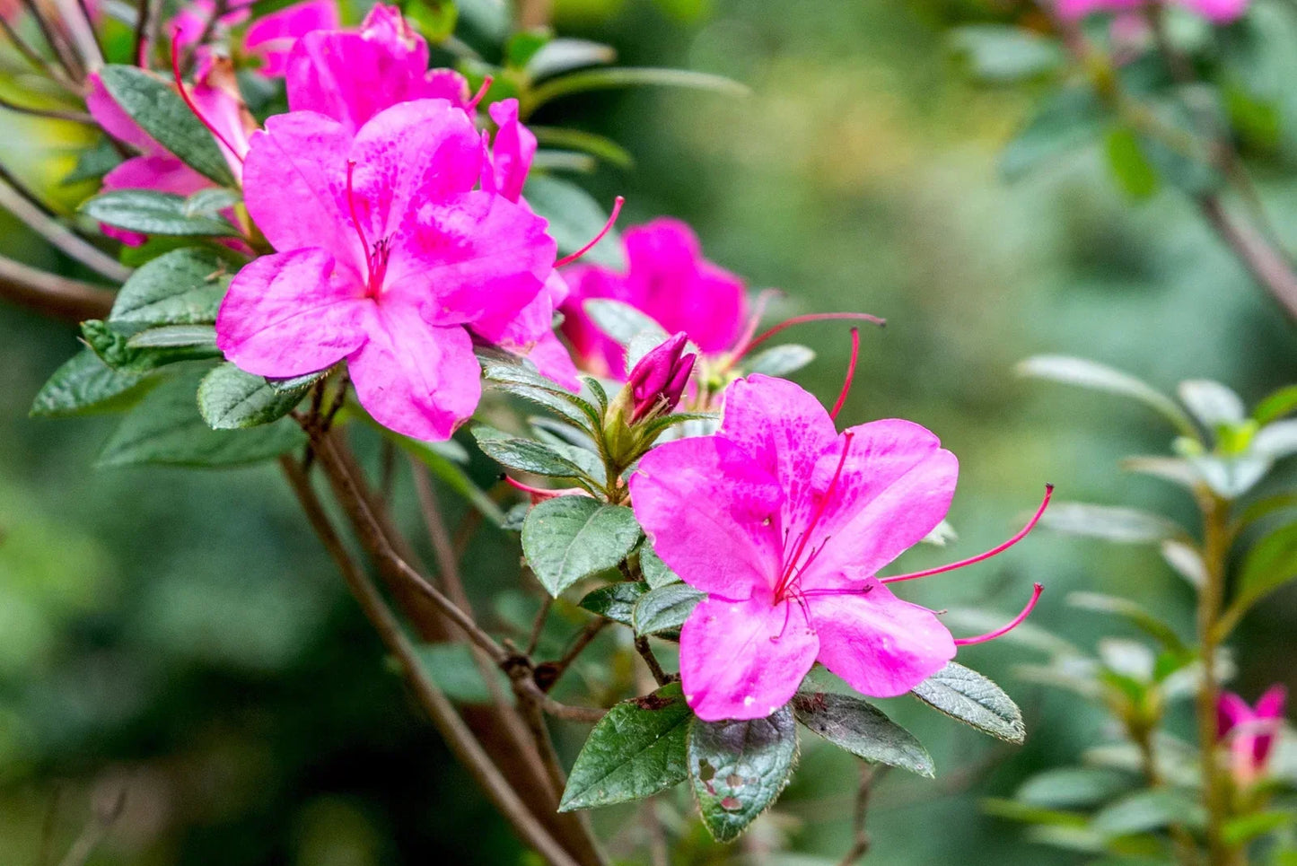 Non-GMO Pink Azalea Seeds for Home Gardening