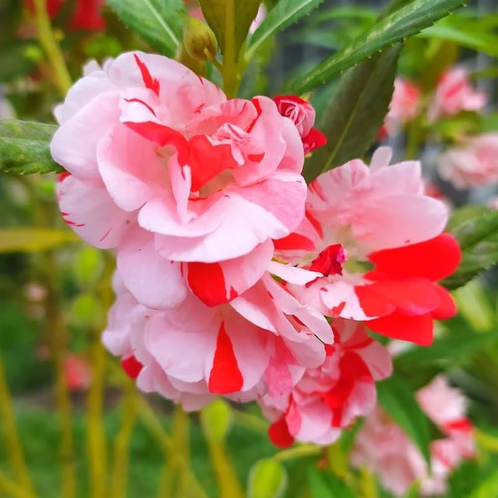Non-GMO Pink Balsam Flower Seeds for Gardening