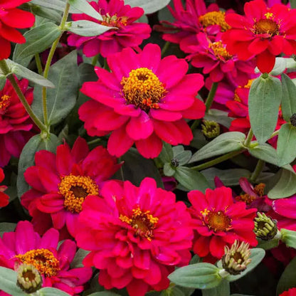 Non-GMO Pink Marigold Seeds for Home Gardening