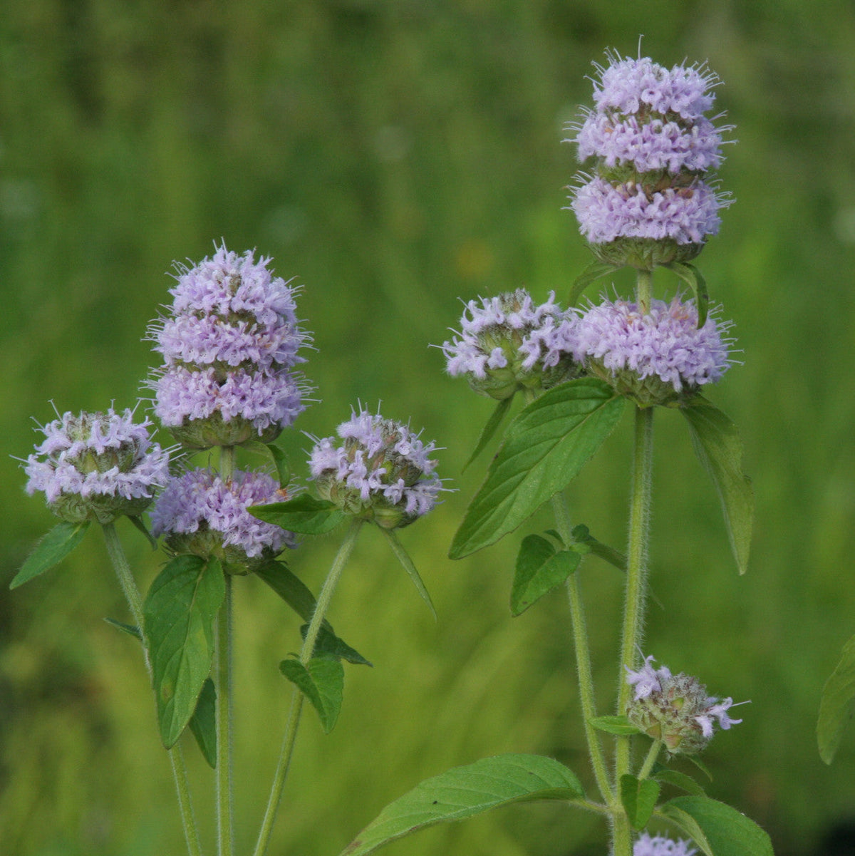 Non GMO Purple Wood Mint herb seeds
