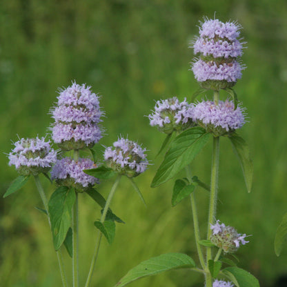 Non GMO Purple Wood Mint herb seeds