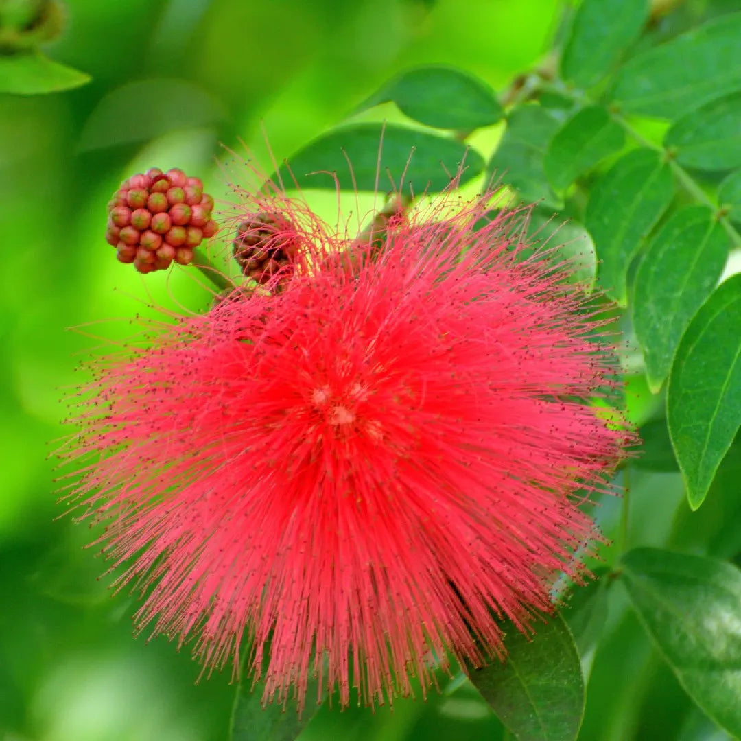 Non-GMO Bold Red Acacia Seeds for Home Gardening