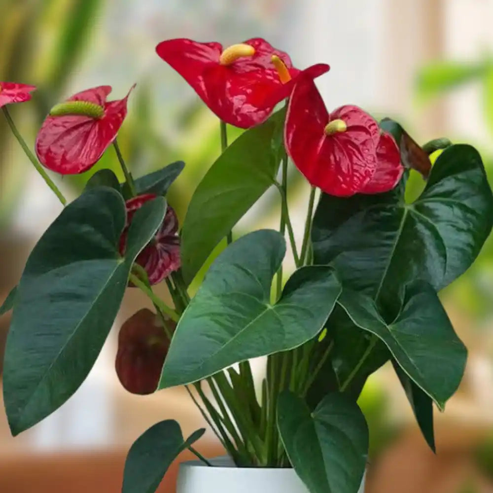 Non-GMO Red Anthurium Flower Seeds