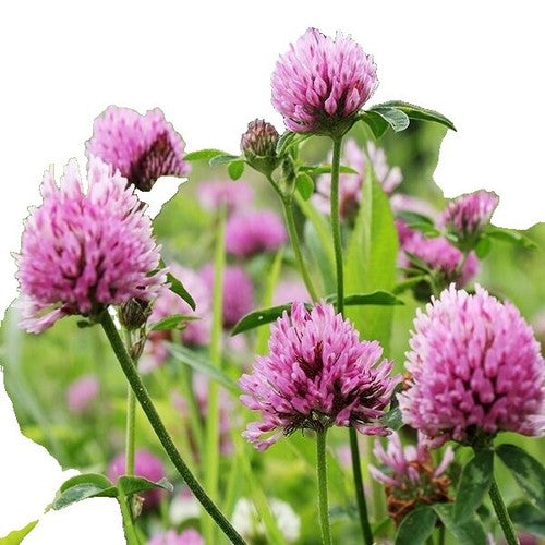 Non GMO Red Clover seeds for gardens