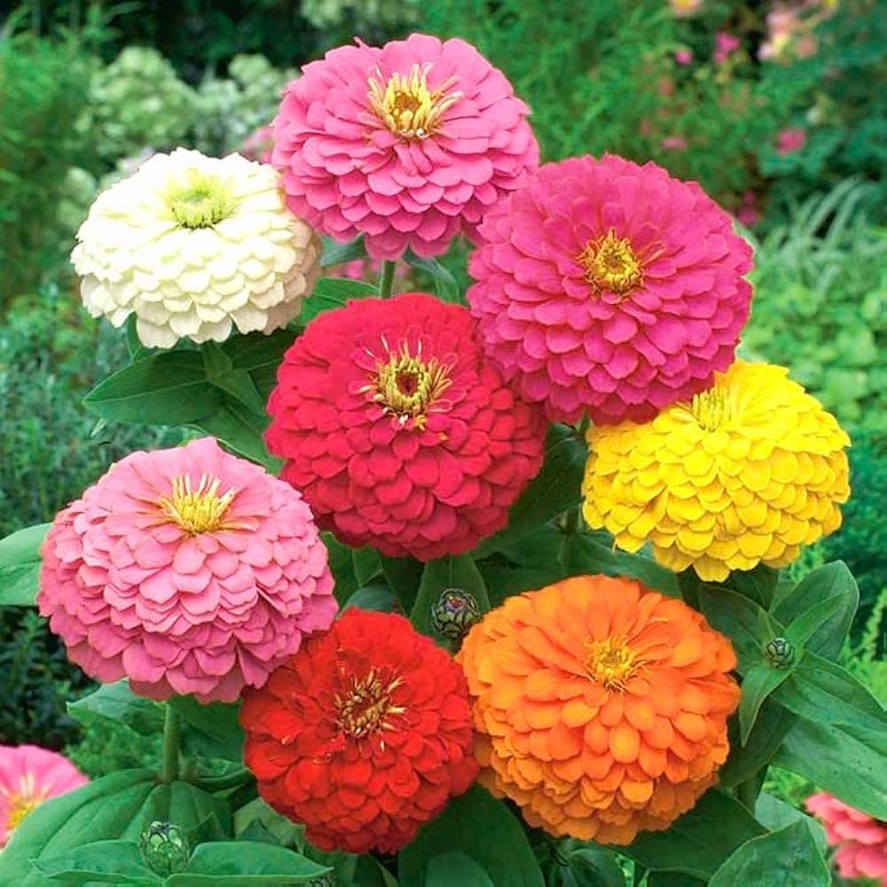 Non-GMO Red Purple Zinnia Flower Seeds