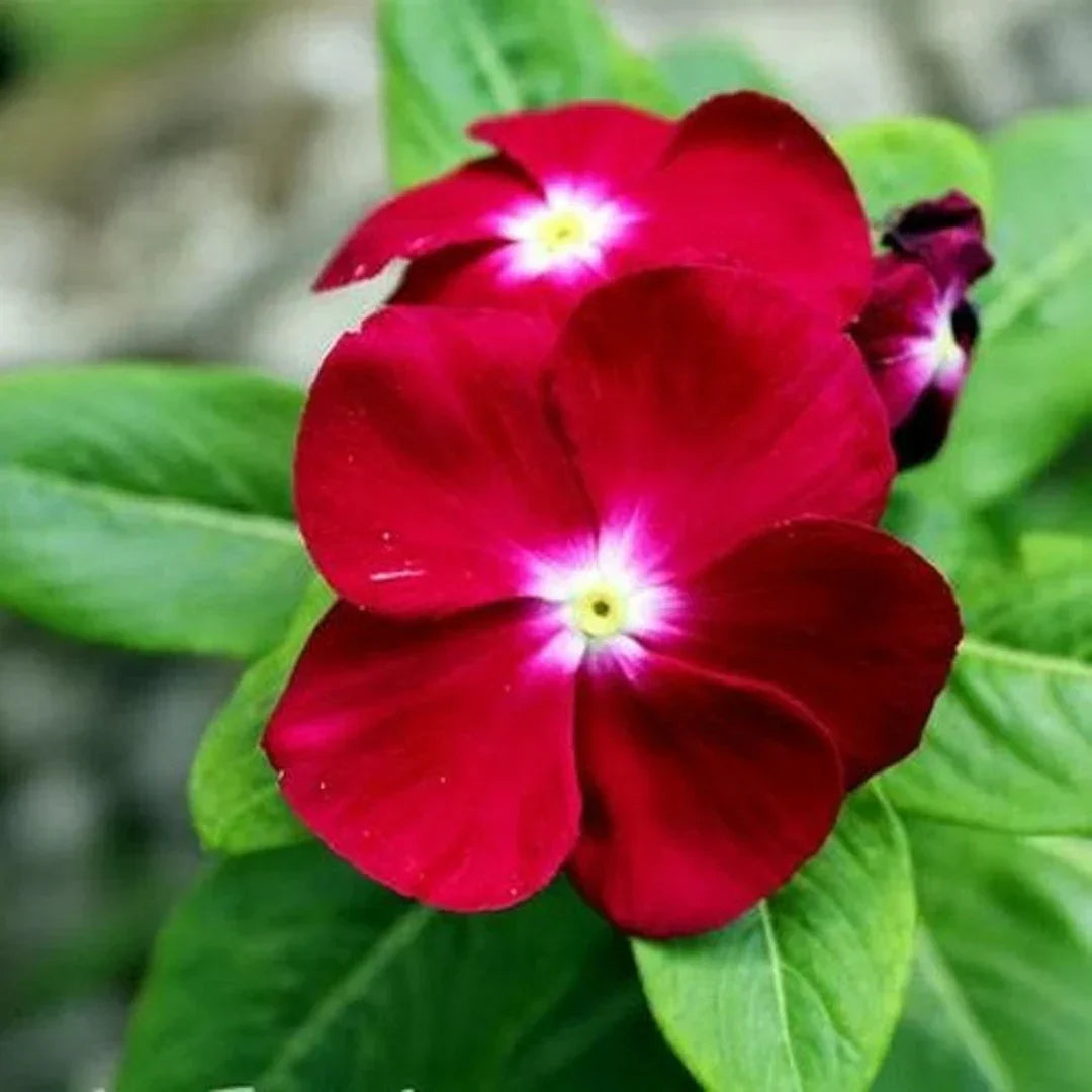 Non-GMO Red Periwinkle Vinca Seeds for Gardening