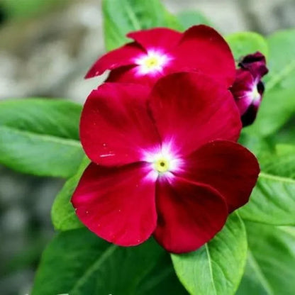 Non-GMO Red Periwinkle Vinca Seeds for Gardening