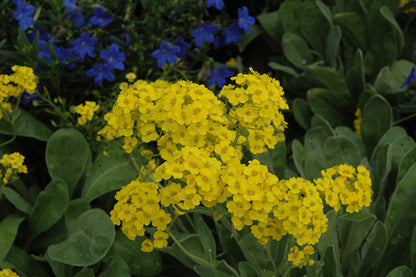Premium Non-GMO Rock Cress Seeds