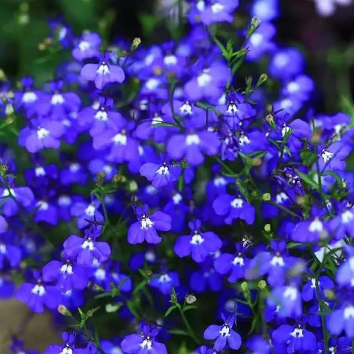 Non-GMO Rock Cress Planting Seeds