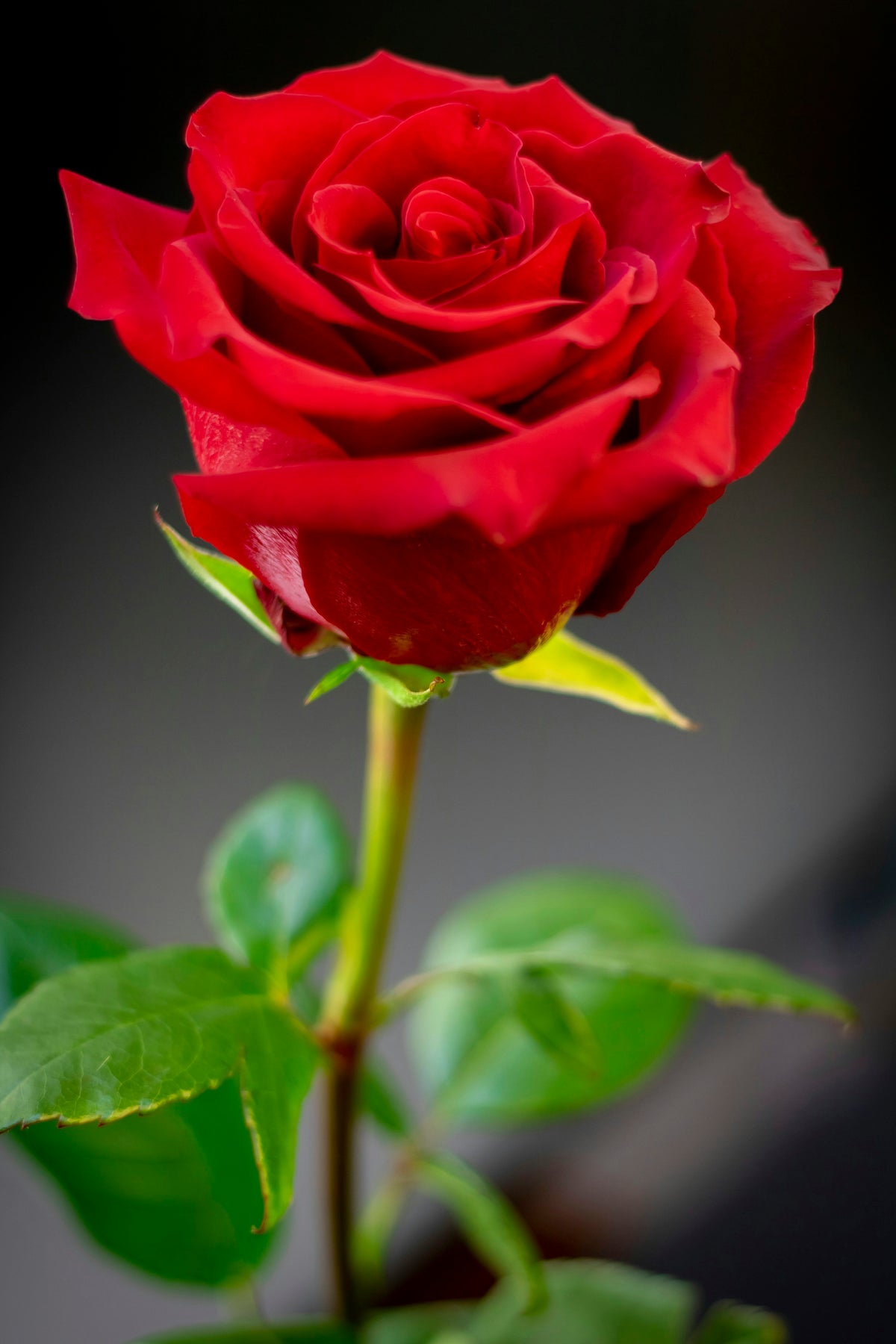 Premium Non-GMO Red Rose Seeds for Planting
