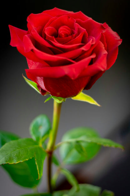 Premium Non-GMO Red Rose Seeds for Planting