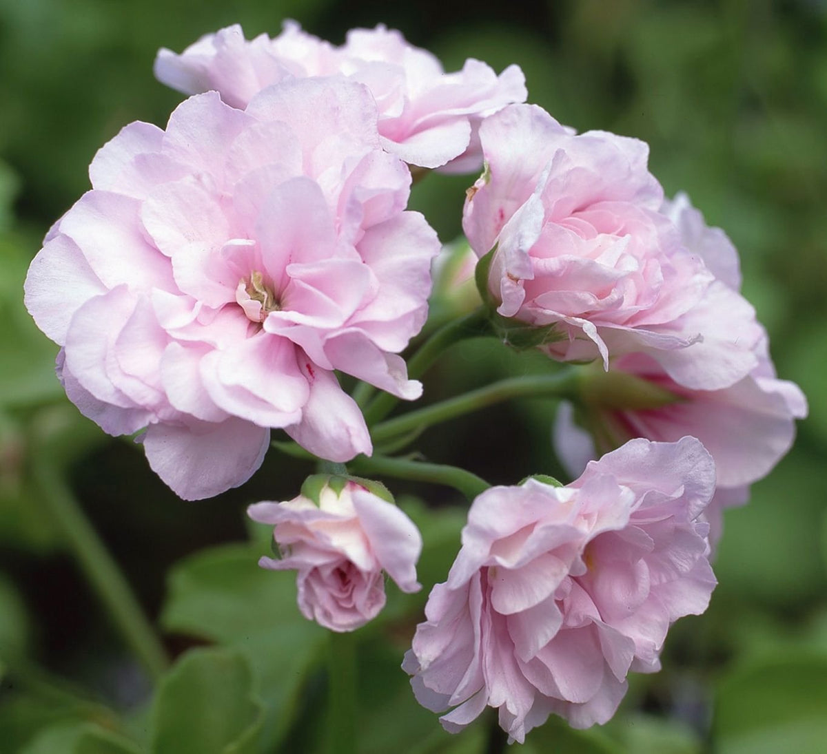 Non-GMO Rose Geranium Seeds for Home Gardening
