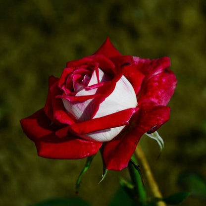 Non-GMO Ruby Dark Red Rose Seeds for Home Gardening