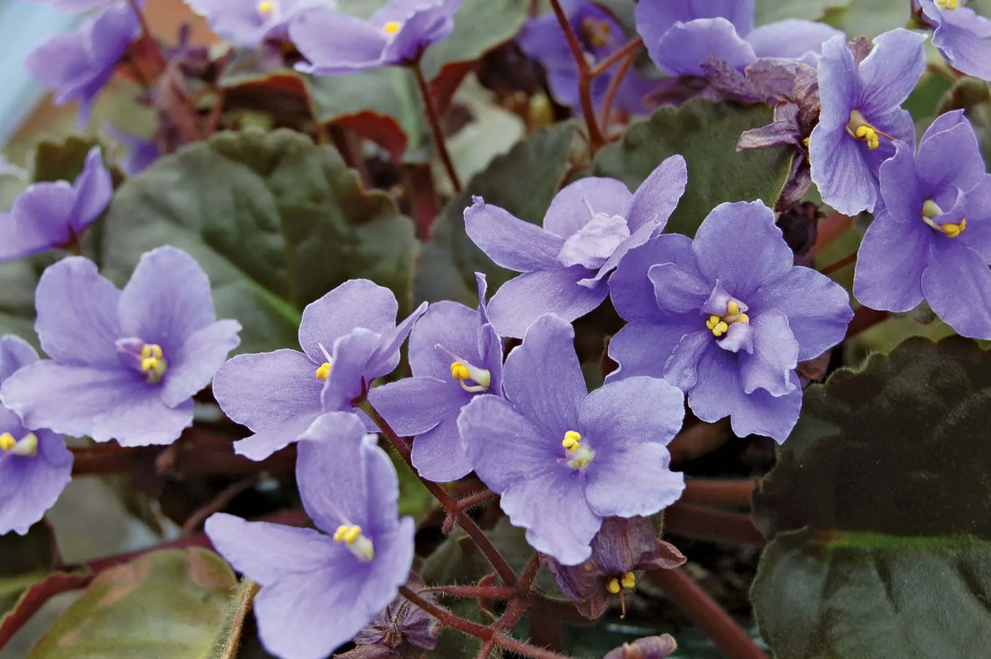 Non-GMO Saintpaulia Flower Seeds