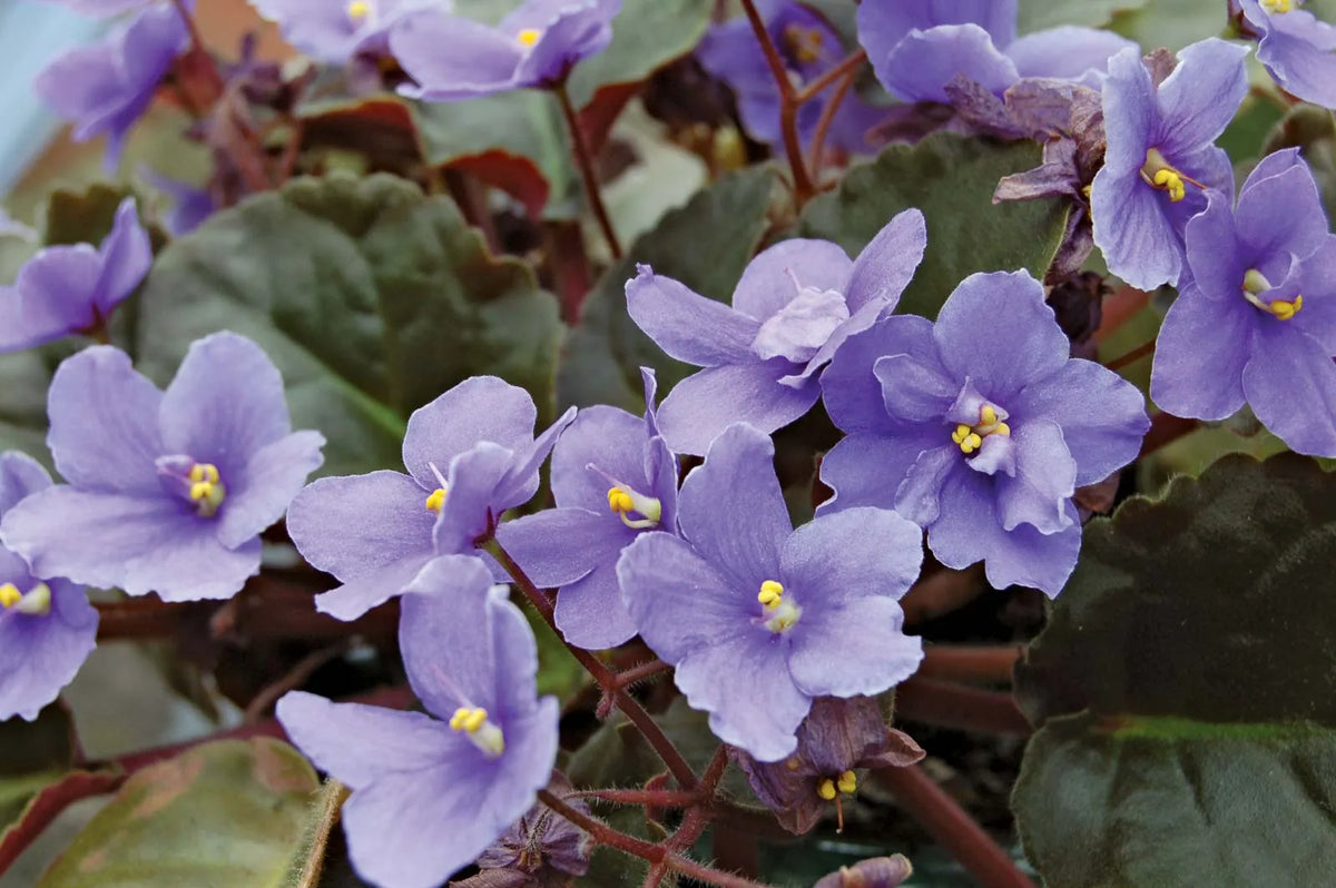 Non-GMO Saintpaulia Flower Seeds