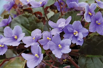 Non-GMO Saintpaulia Flower Seeds