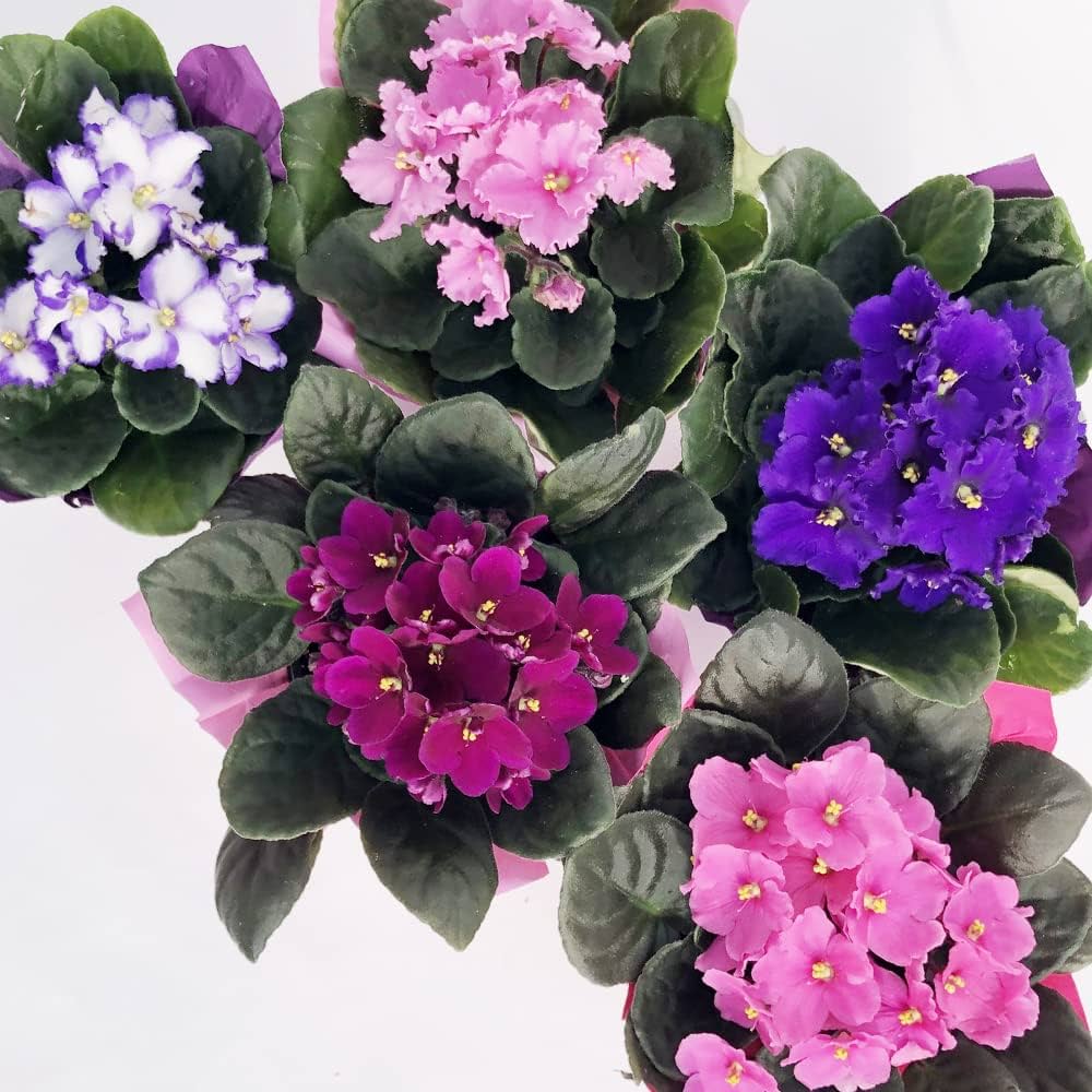 Non-GMO Saintpaulia White Violet Flower Seeds