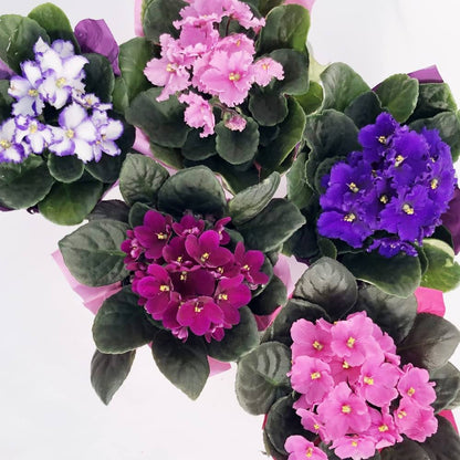 Non-GMO Saintpaulia White Violet Flower Seeds