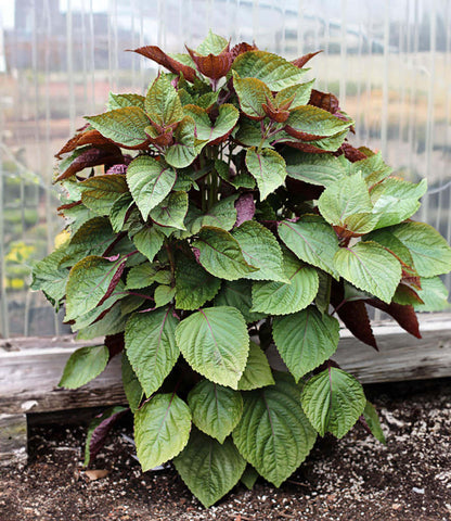 Non-GMO Shiso seeds producing purple-green bi-color leaves