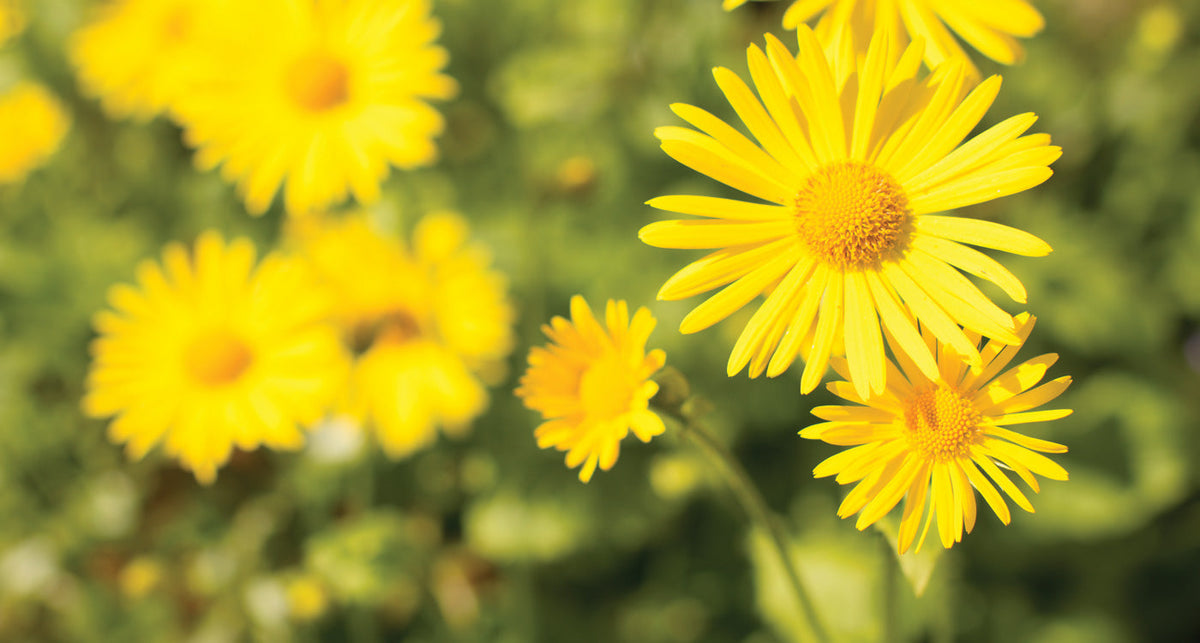 Non-GMO Spartium Yellow Bloom Seeds